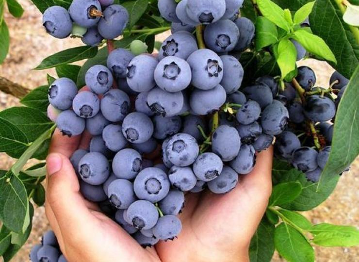 „Rakto skylutės“ simboliu pažymėtos ūkininkės Simonos Sinicienės auginamos šilauogės